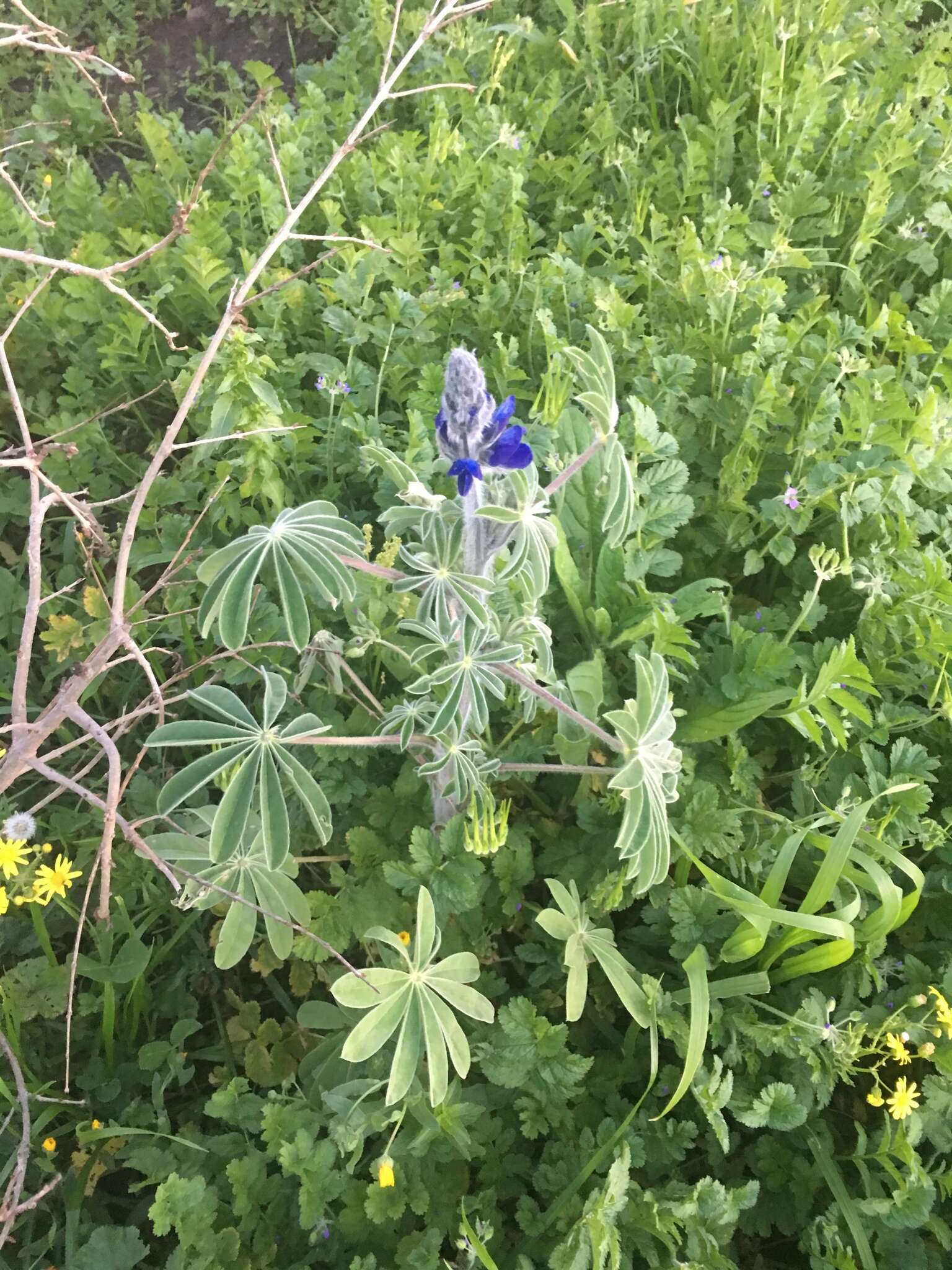 Image of blue lupine