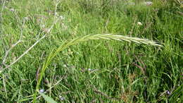 صورة Elymus uralensis (Nevski) Tzvelev