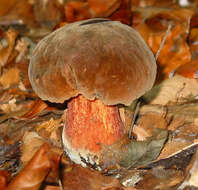 Image of Neoboletus luridiformis (Rostk.) Gelardi, Simonini & Vizzini 2014