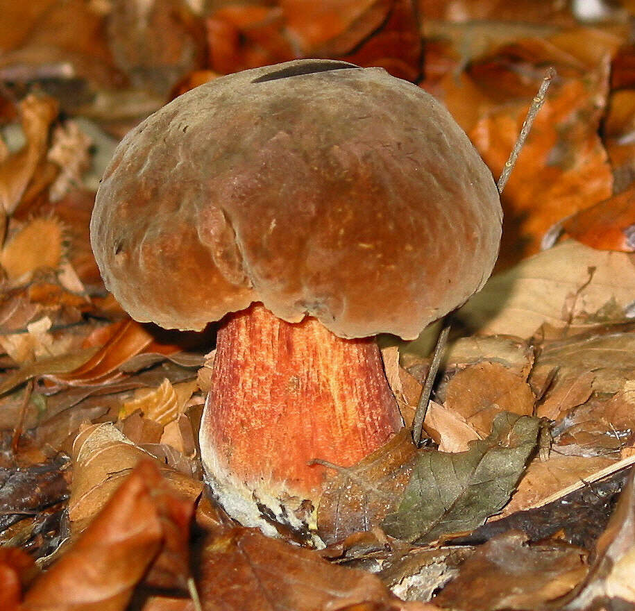 Image of Neoboletus luridiformis (Rostk.) Gelardi, Simonini & Vizzini 2014