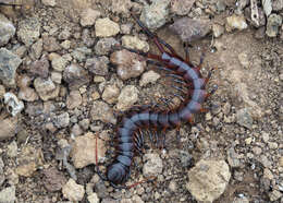 Imagem de Scolopendra galapagoensis Bollman 1889