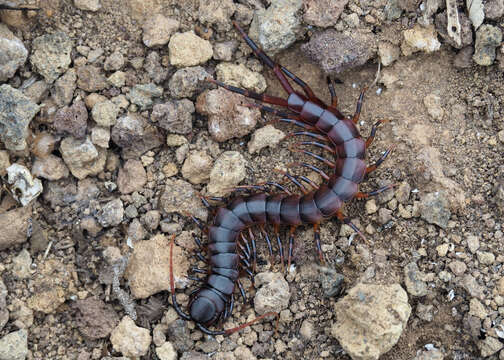 Image of Scolopendra galapagoensis Bollman 1889