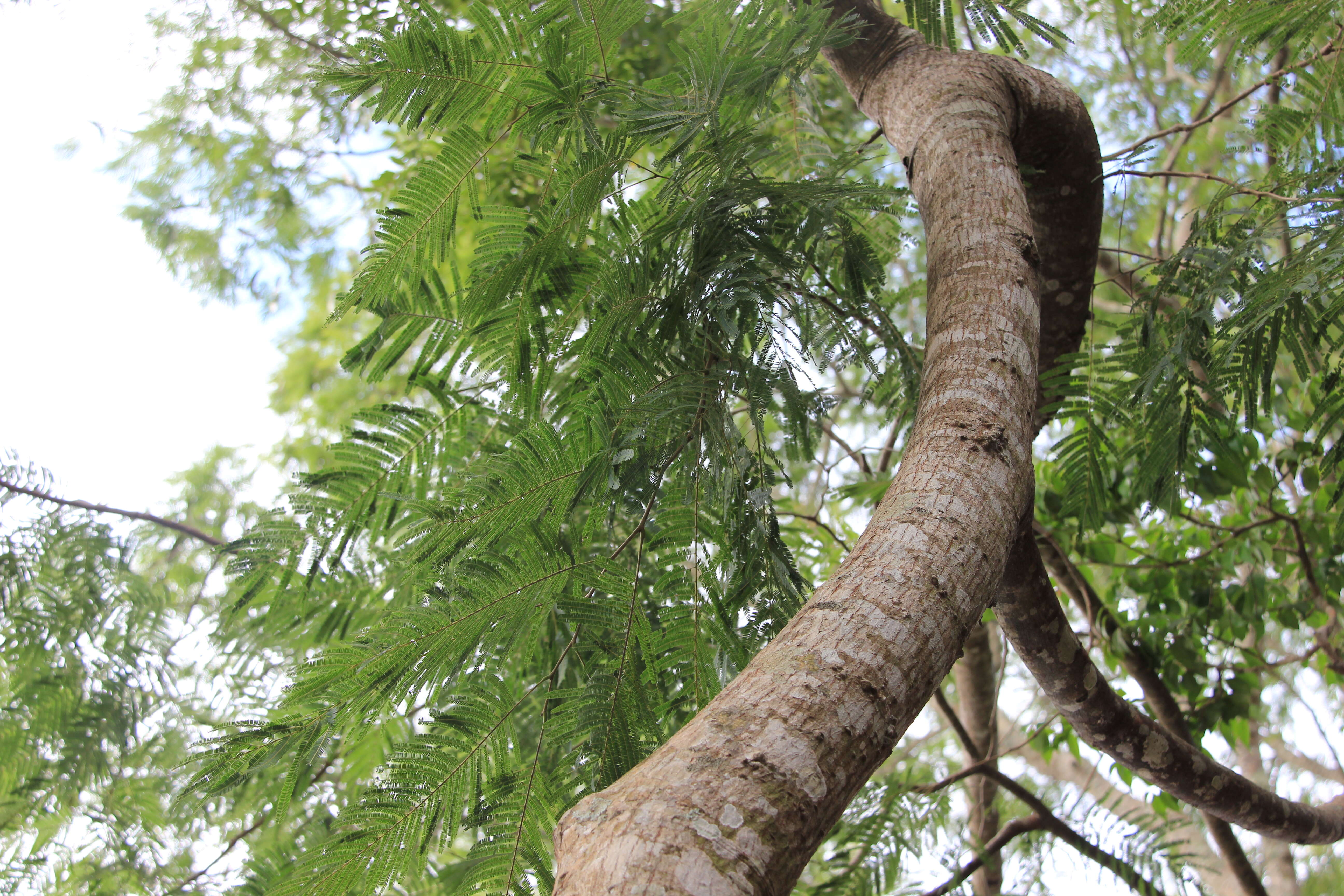 Plancia ëd Anadenanthera colubrina (Vell.) Brenan