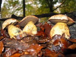 Image of Boletus