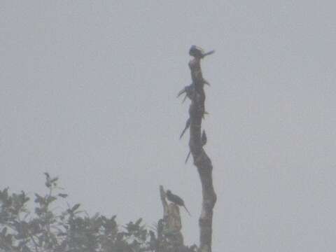 Image of Many-banded Aracari