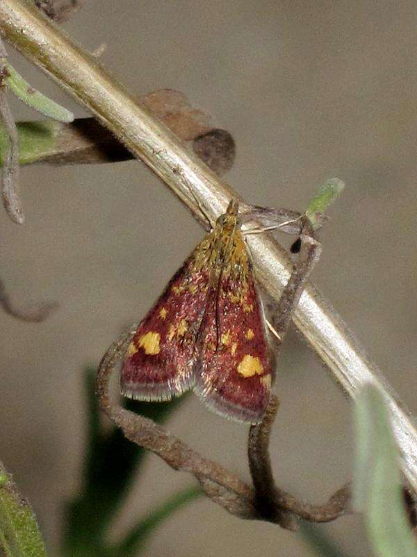 Image of Mint moth