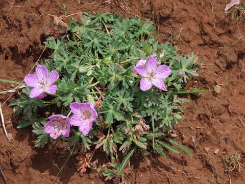 Imagem de Geranium subargenteum Lange ex Willk. & Lange