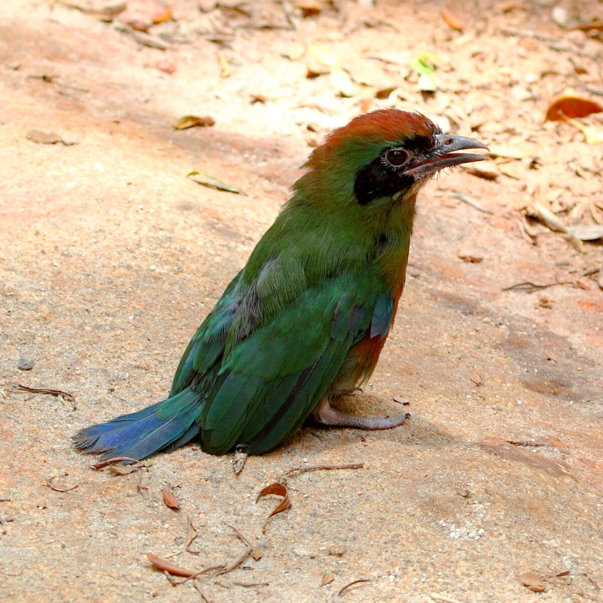 Слика од Baryphthengus ruficapillus (Vieillot 1818)