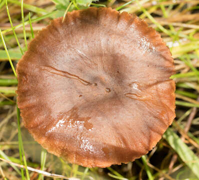 Sivun Cortinarius thiersii Ammirati & A. H. Sm. 1977 kuva