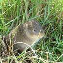 Image of Moleques do Sul Guinea Pig