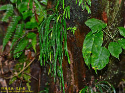 Image of Haplopteris anguste-elongata (Hayata) E. H. Crane