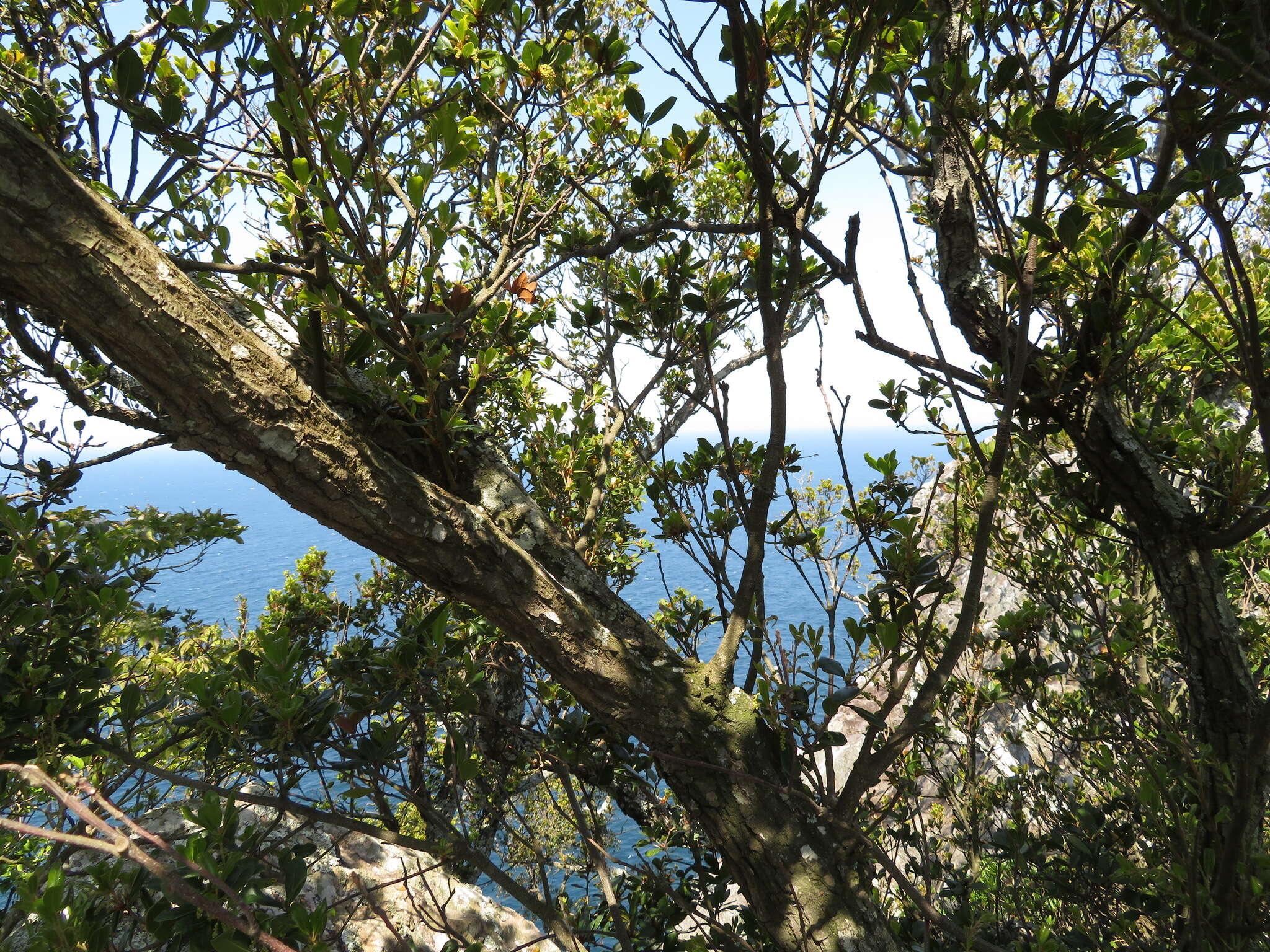 Imagem de Quercus phillyreoides A. Gray