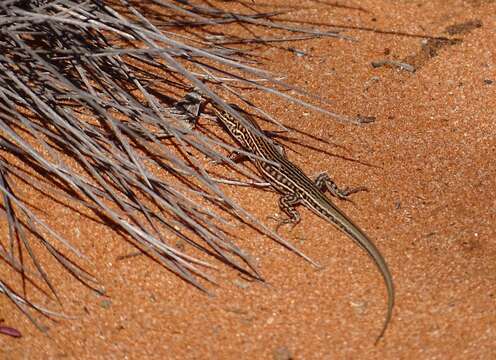 Image of Barred Wedge-snout Ctenotus