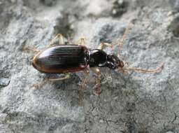 Image of Ground beetle