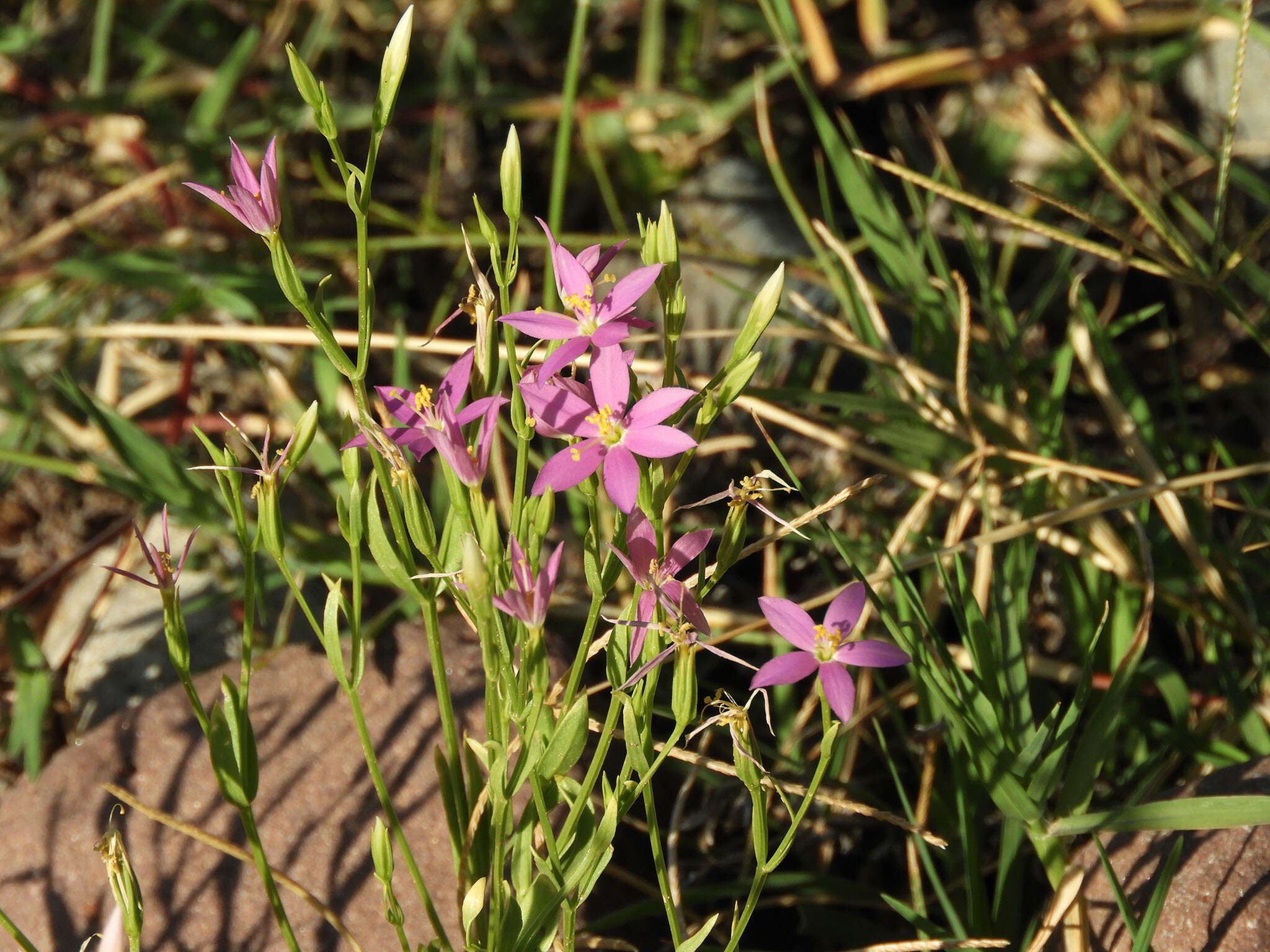 Zeltnera calycosa (Buckley) G. Mansion resmi