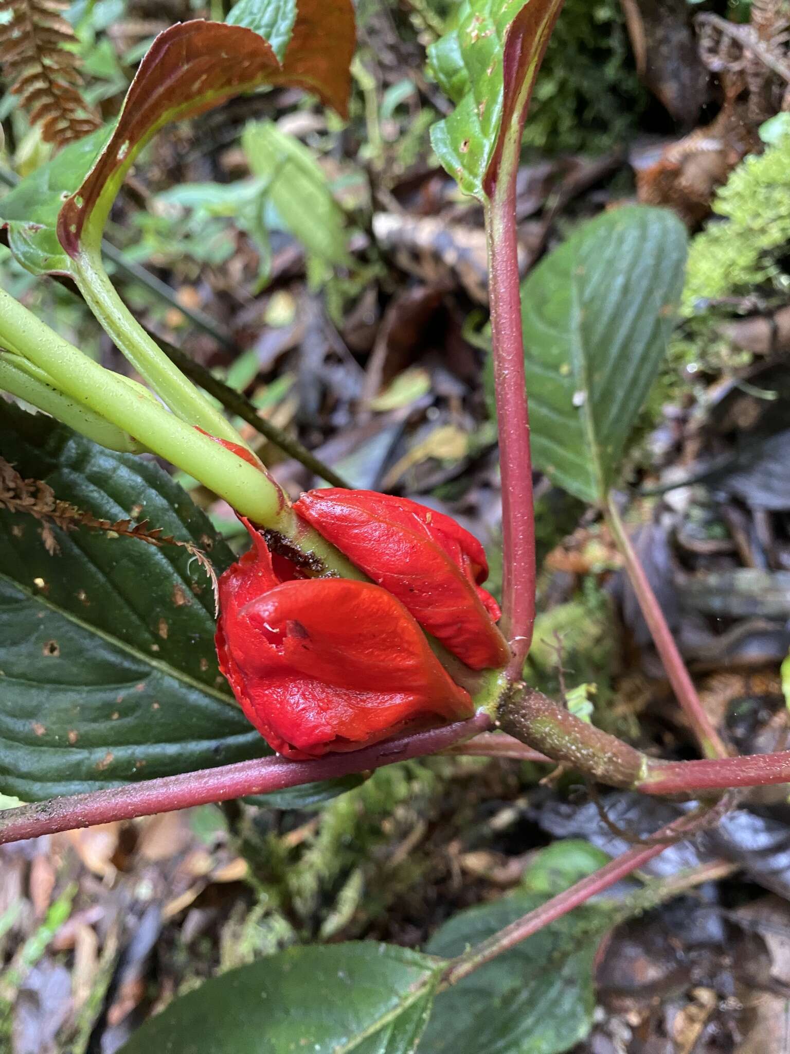 Image of Glossoloma tetragonoides (Mansf.) J. L. Clark