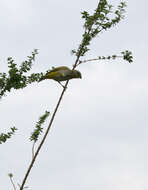 Image of Saffron Finch