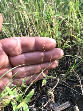 صورة Plantago pusilla Nuttall