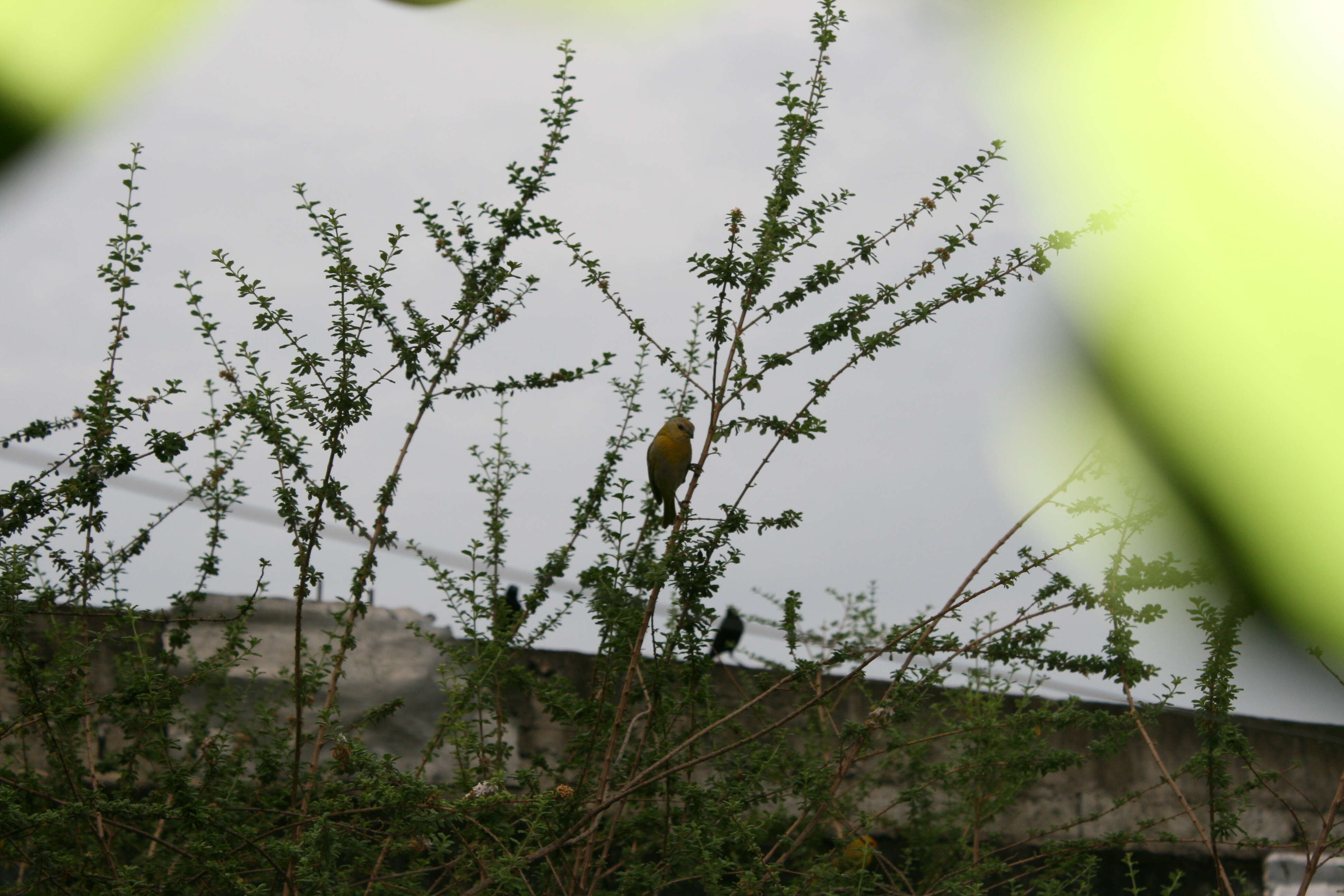 Image of Saffron Finch