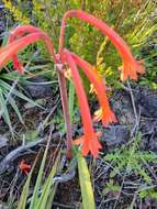 Image of Cyrtanthus angustifolius (L. fil.) Aiton