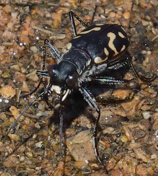 Image of Cicindela (Cicindelidia) hemorrhagica Le Conte 1851