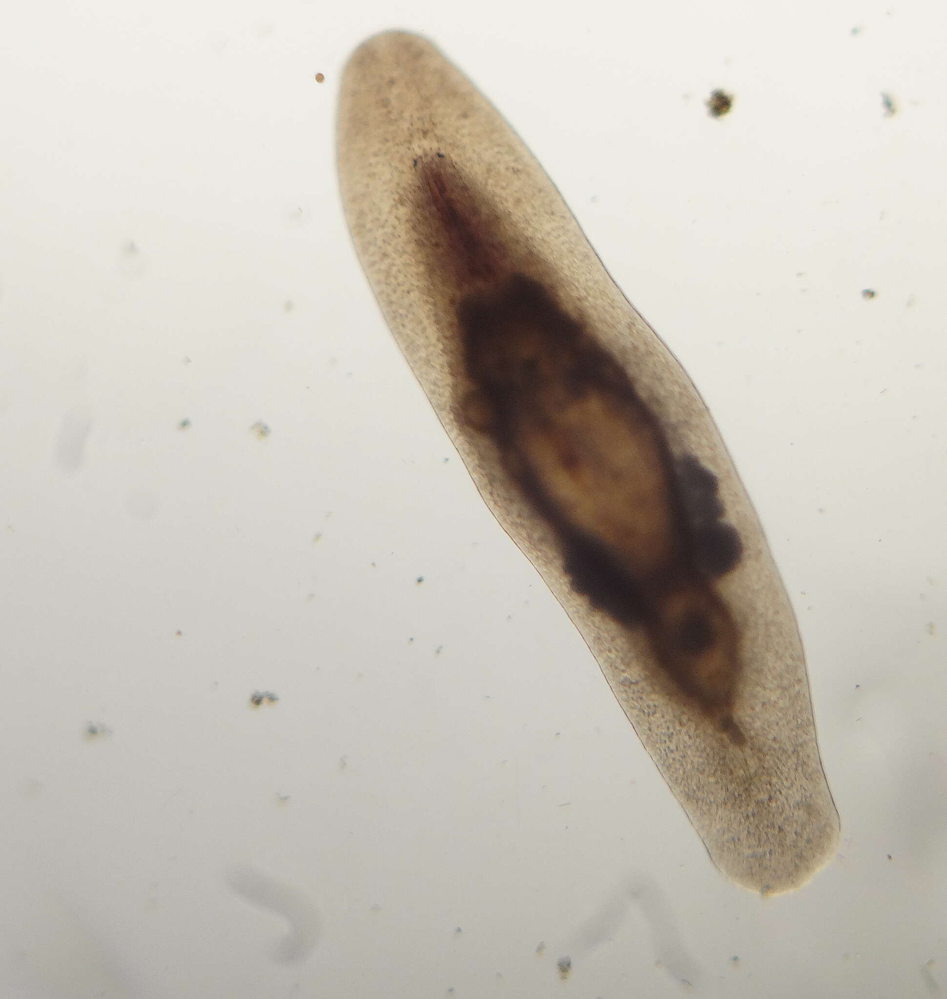 Sivun Macrostomum quiritium Beklemischev 1951 kuva