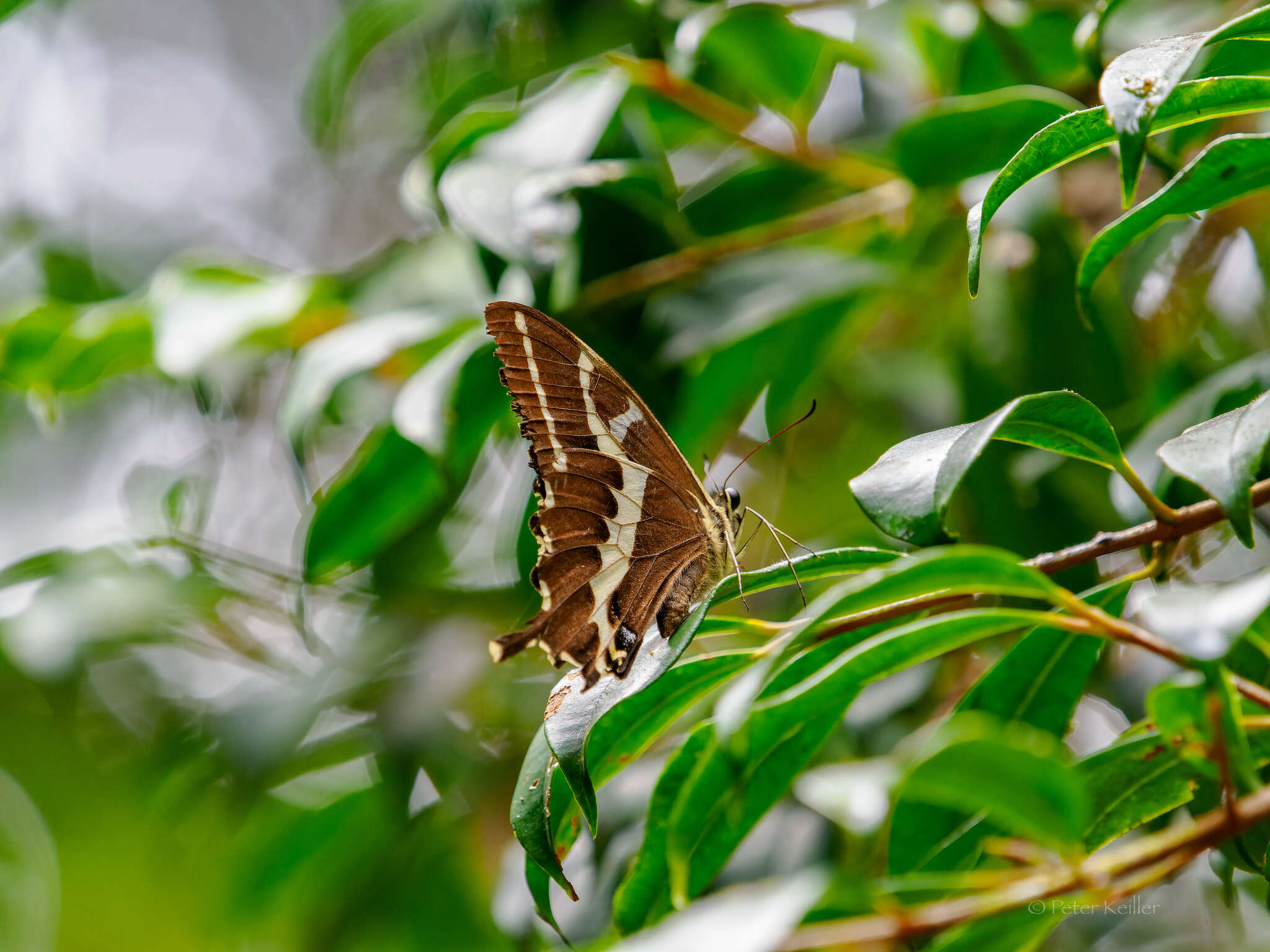 Image of Papilio delalandei Godart (1824)