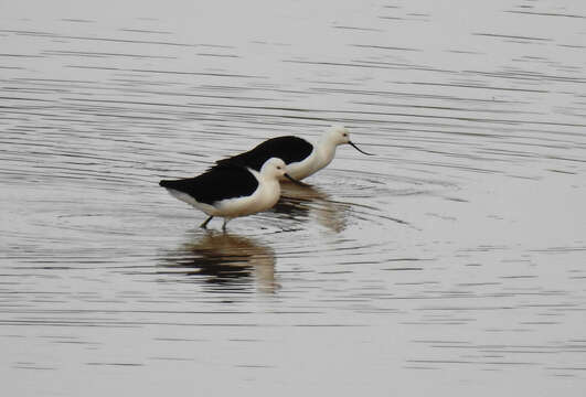 Image of Andean Avocet