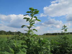 Image of redroot amaranth