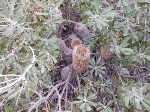 Image of golden stalk banksia