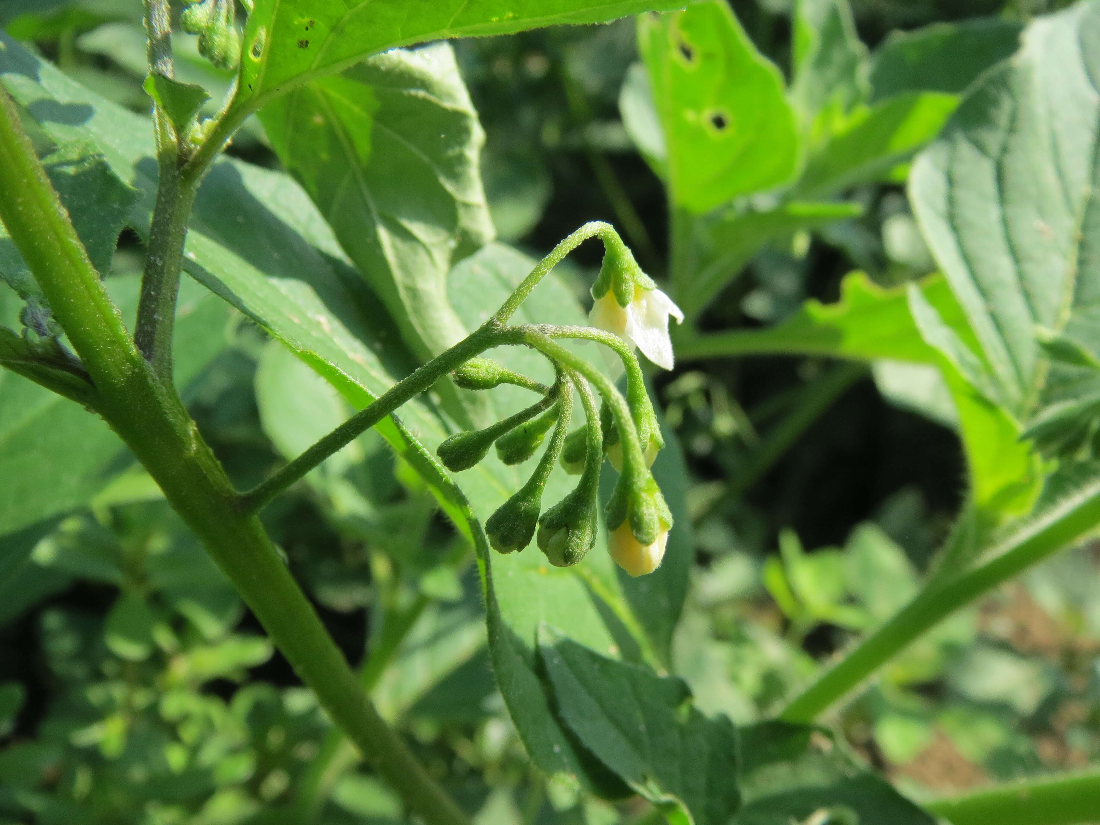 Image of European Black Nightshade