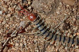 Image of red-headed centipede