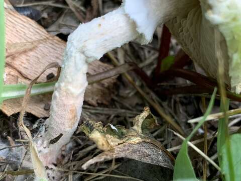 Слика од Saproamanita prairiicola (Peck) Redhead, Vizzini, Drehmel & Contu 2016