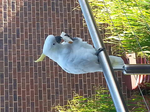 Image of Sulphur-crested Cockatoo