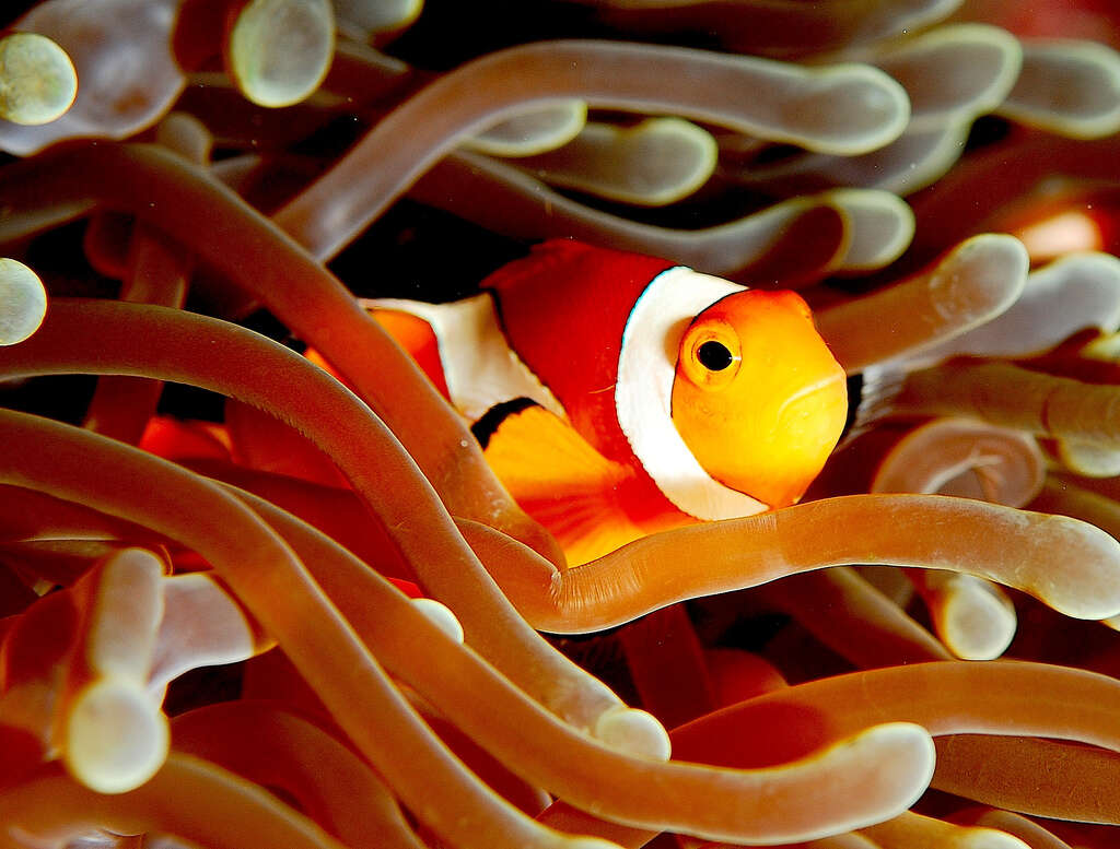 Image of Common clownfish