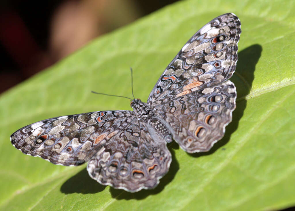 Image of Gray Cracker