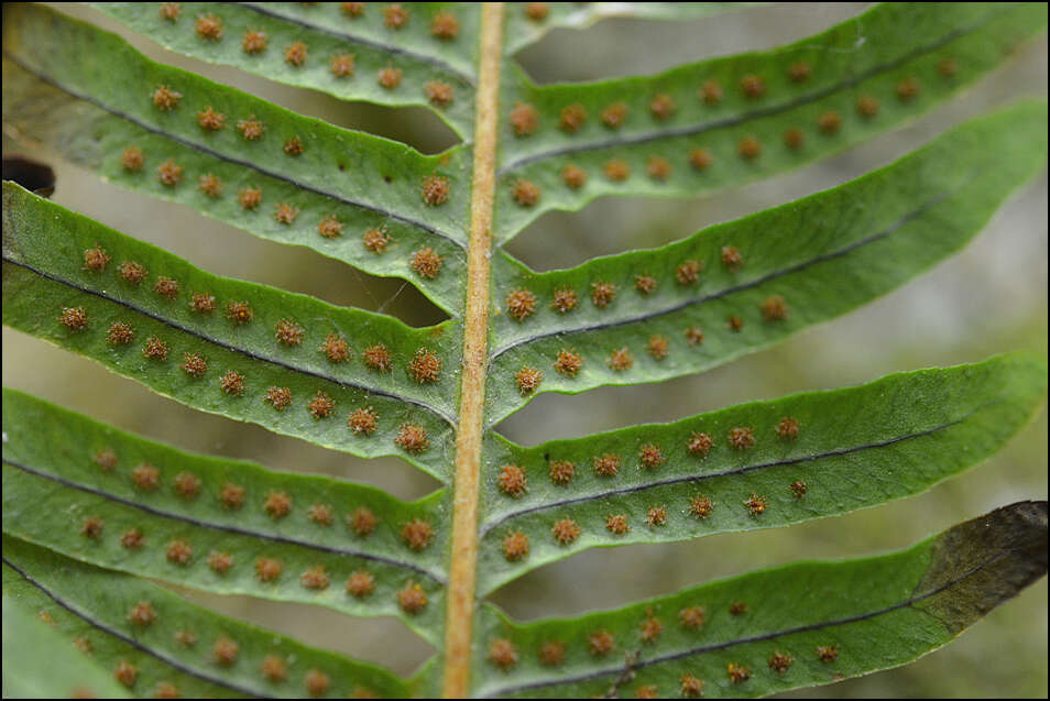 Plancia ëd Polypodium fauriei Christ