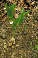 Imagem de Cypripedium candidum Muhl. ex Willd.