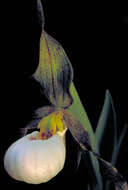 Imagem de Cypripedium candidum Muhl. ex Willd.