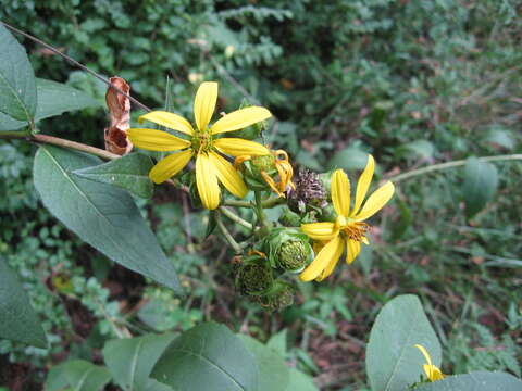 Image of starry rosinweed