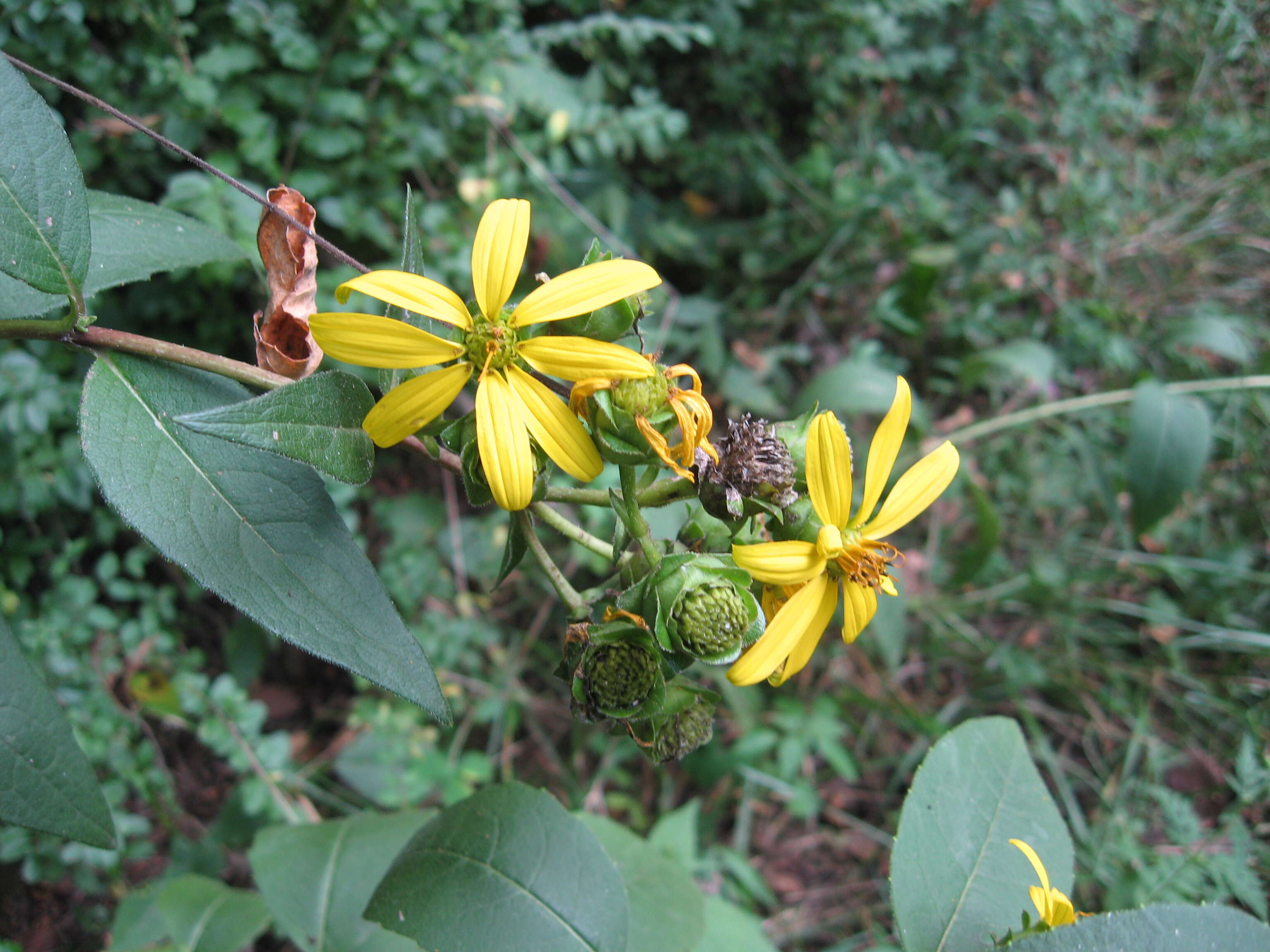 Image de Silphium asteriscus L.