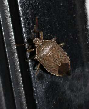 Image of Spined Soldier Bug