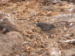 Image of Genovesa Ground Finch