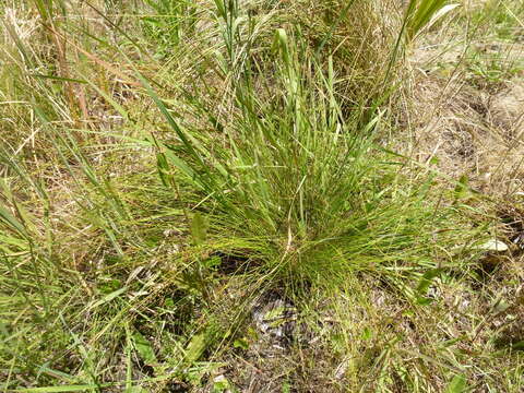 Image of Juncus pauciflorus R. Br.