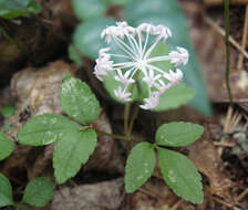 Imagem de Panax trifolius L.