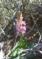 Image of Satyrium erectum Sw.