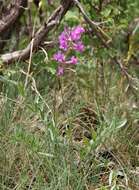 Image of Purple Locoweed