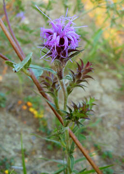 Слика од Liatris squarrosa (L.) Michx.