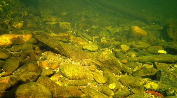 Image of Banded grunter