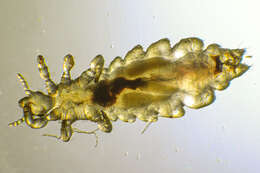 Image of sucking louse